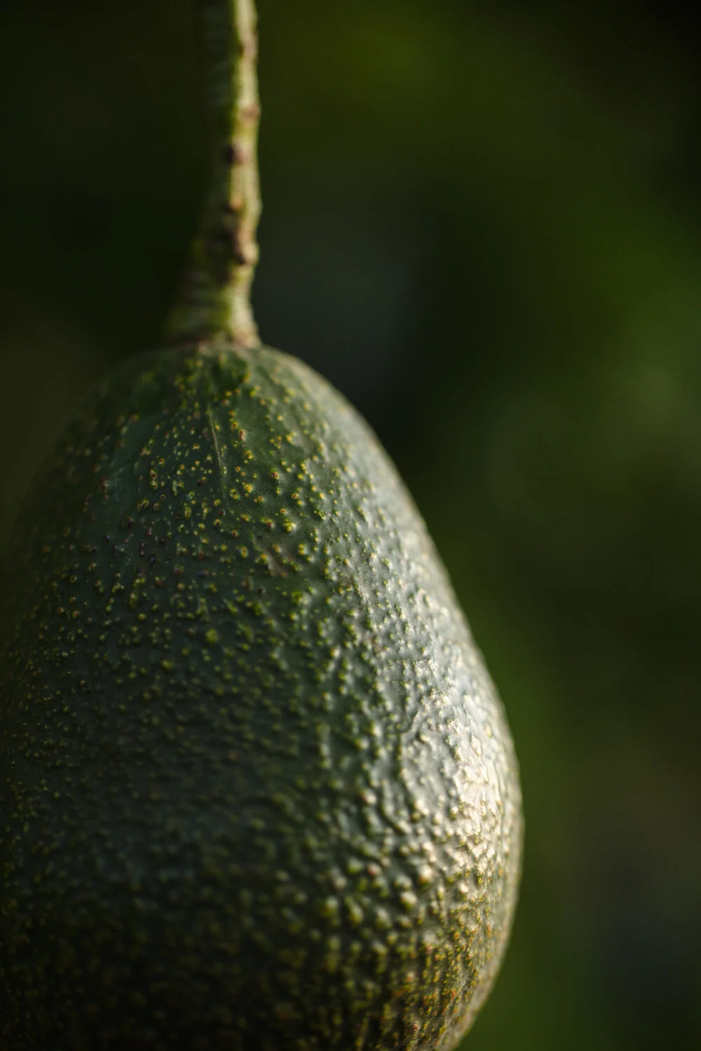 AVOCADOS AUSTRALIA PHOTOS 18.jpg