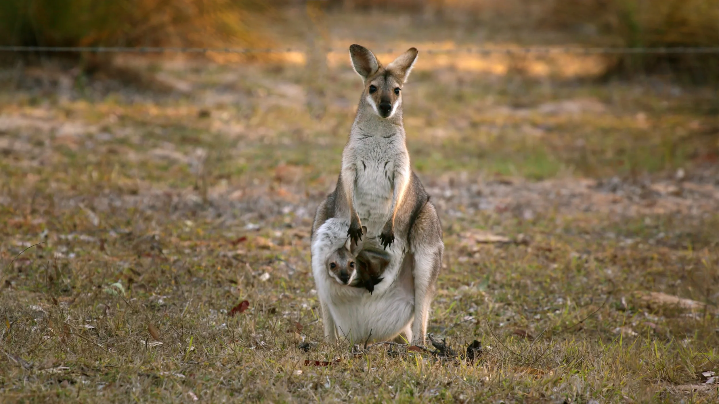 Still 2026-02-18 112340_1.38.1.jpg