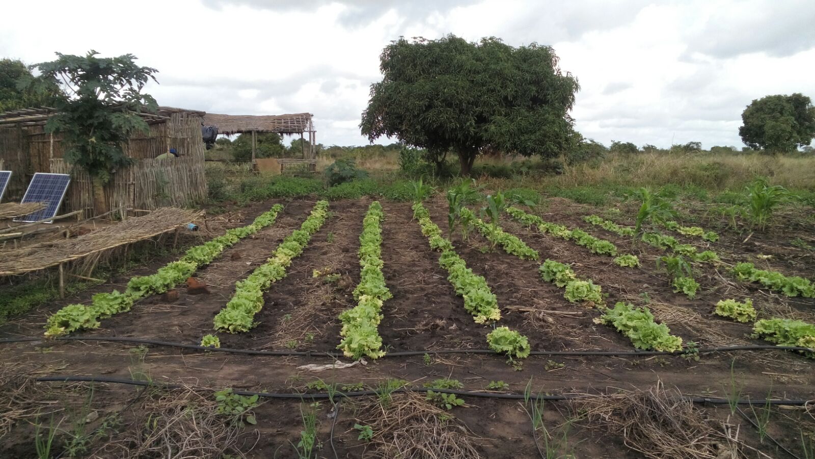 Drip Irrigation Lettuce.jpg