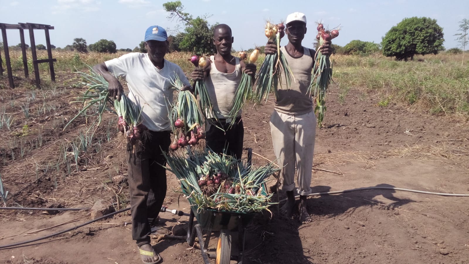 Onion Harvest.jpg