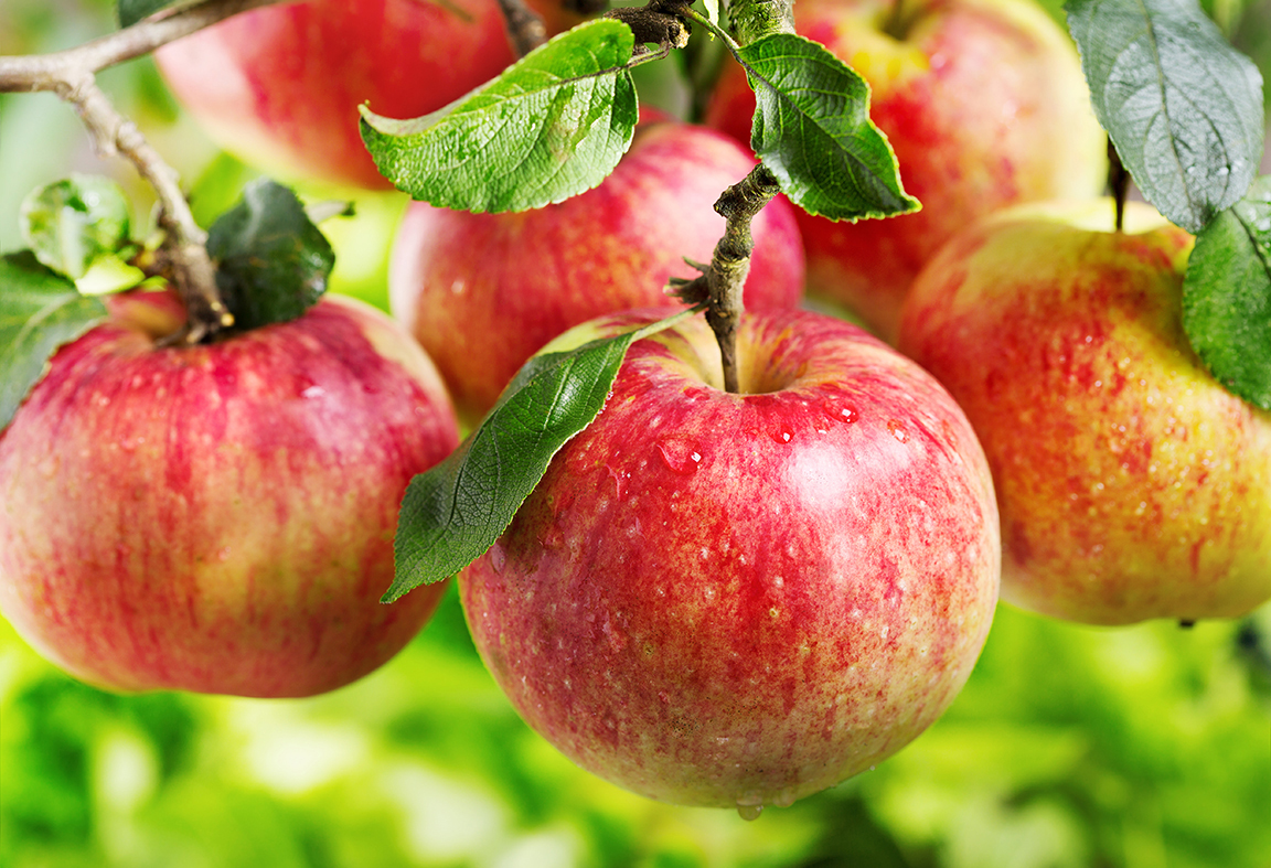 Apple-Harvest.jpg