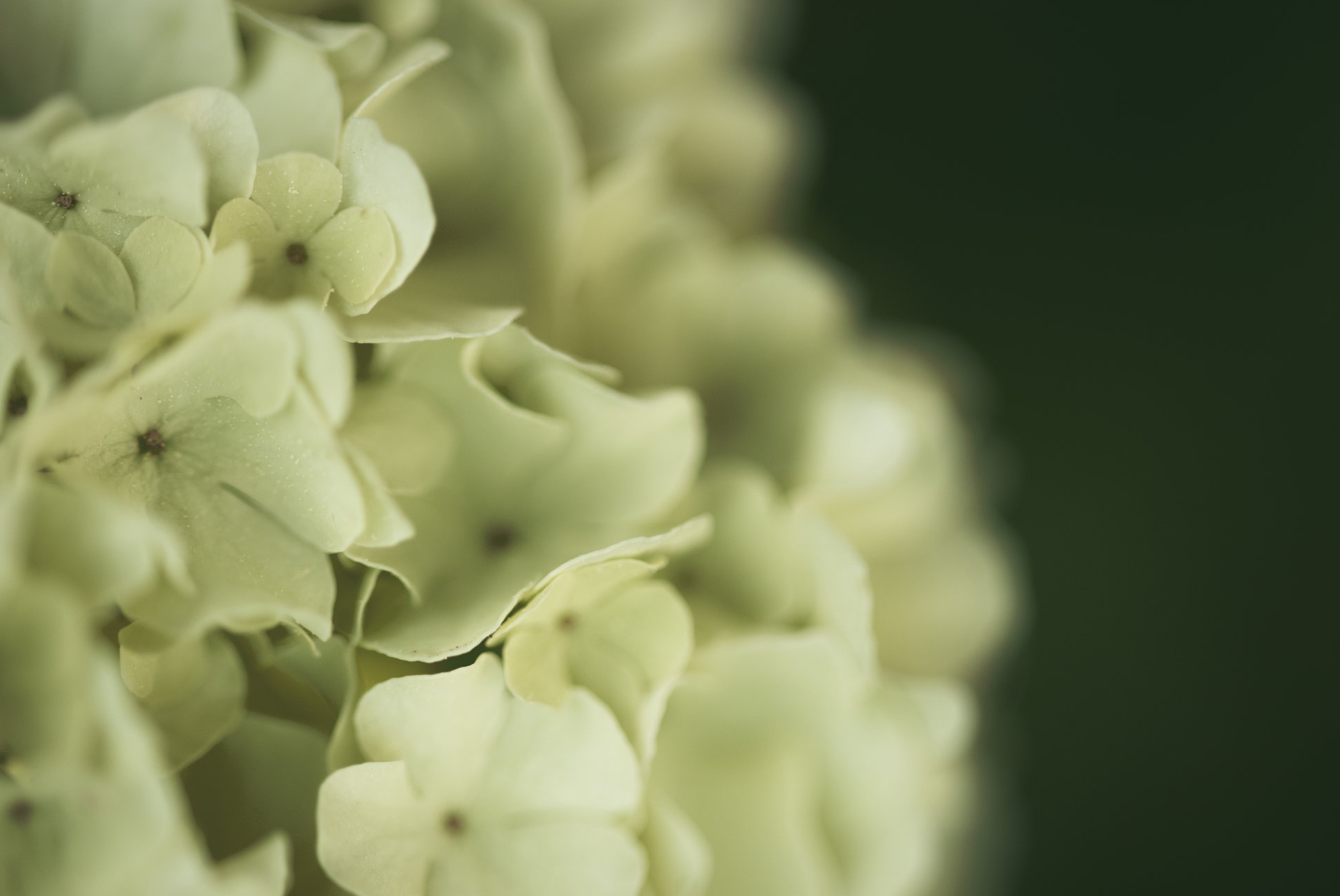 Collection+14+-+Photo+15+-+Flower.jpg