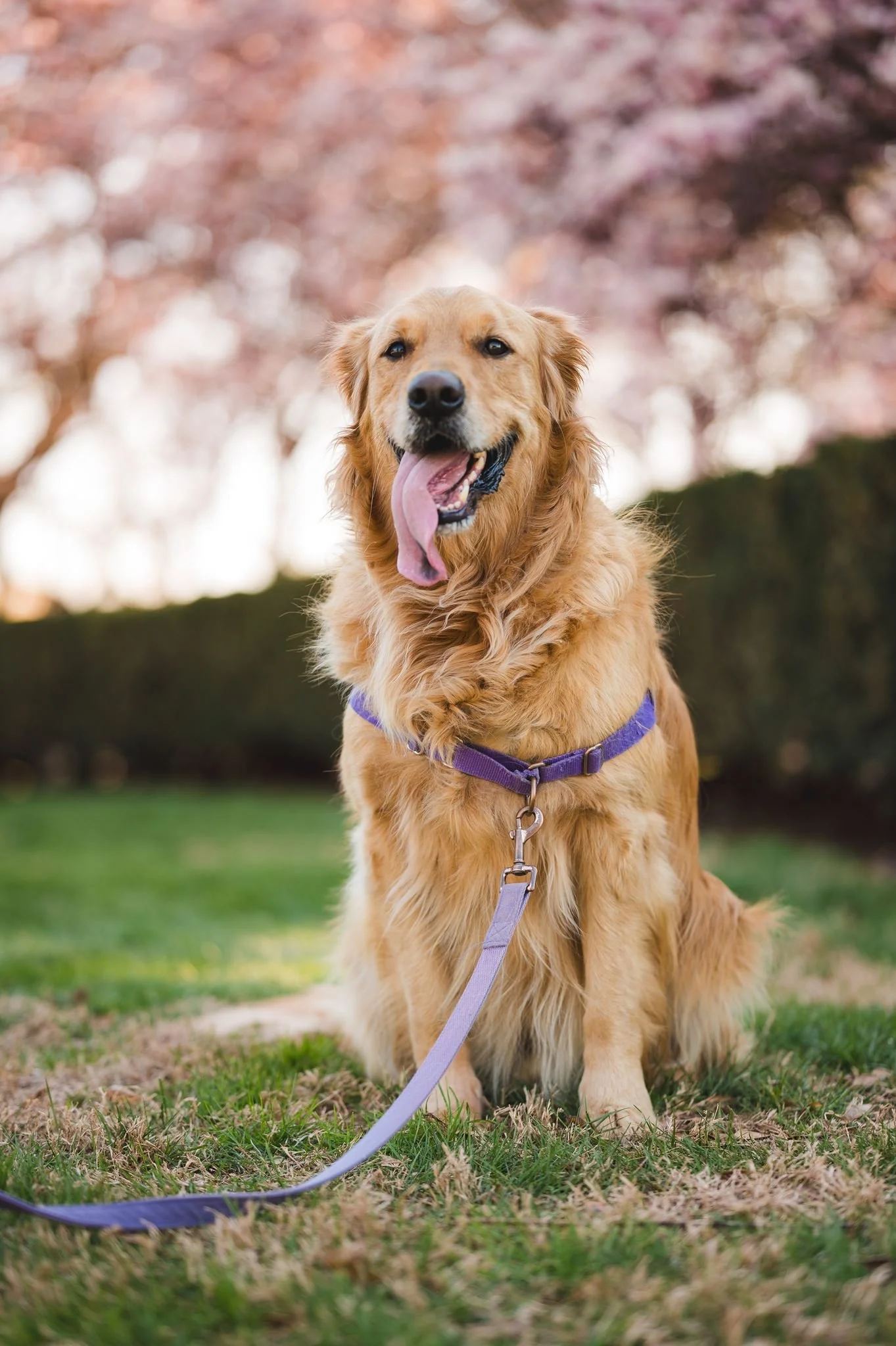 Golden retriever dog sitting on grass with pink cherry blossom trees in the background, tongue out, wearing a purple harness and leash.
