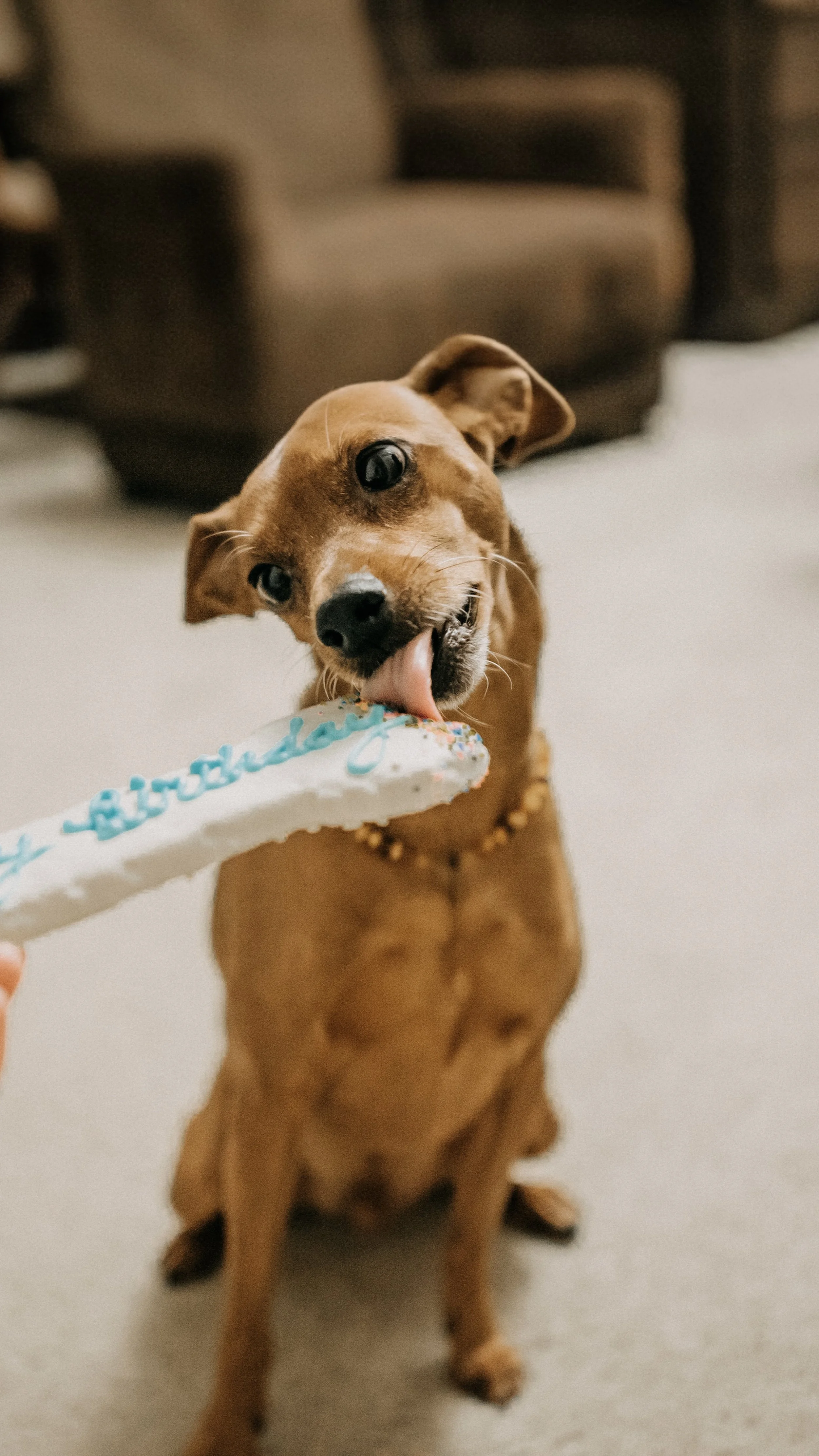 A small brown dog with pointy ears licking a white birthday cake with blue writing on it.