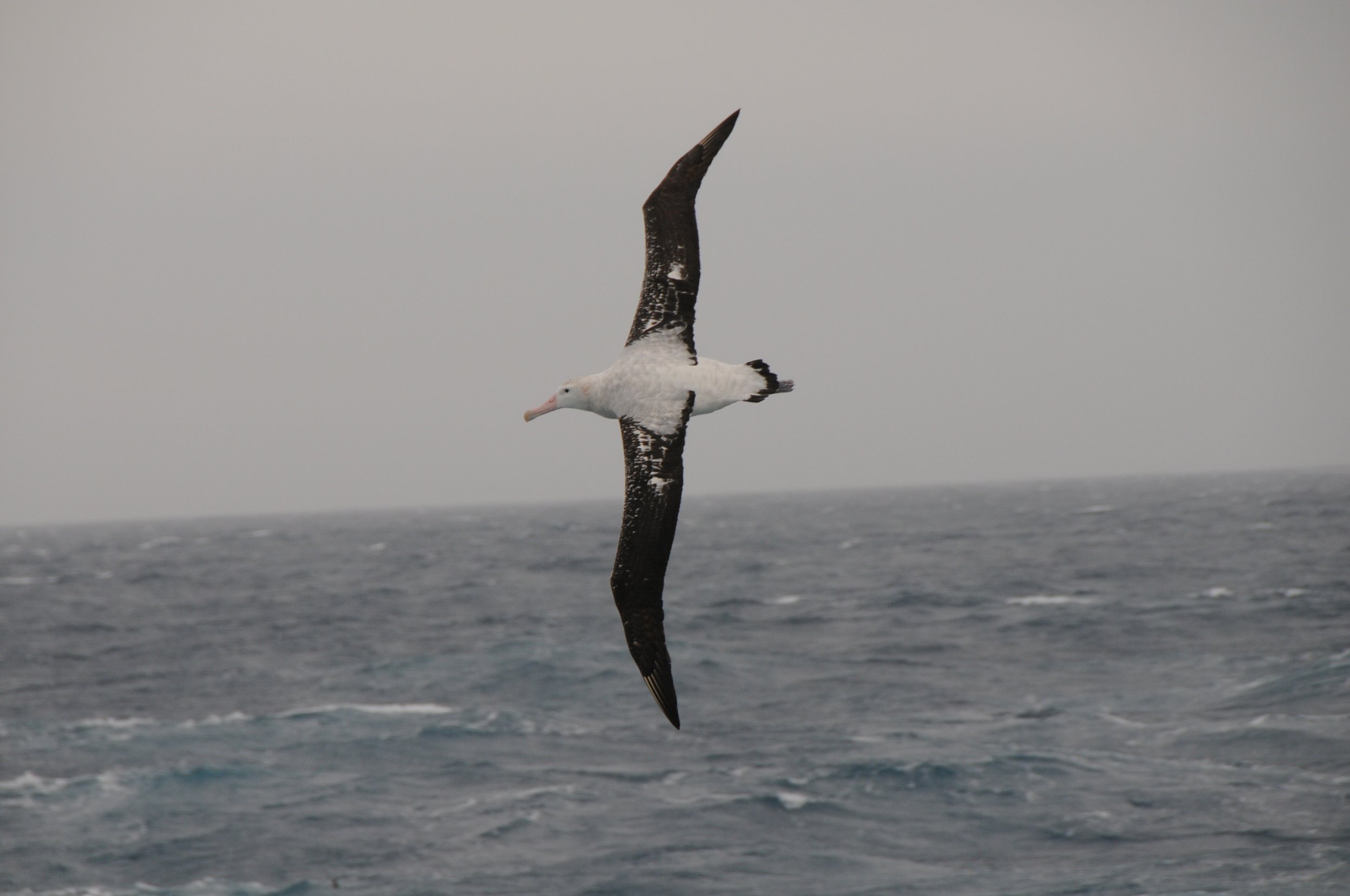 2009.01.12 - a - Falklands to SG - Wandering Albatross (12).jpg