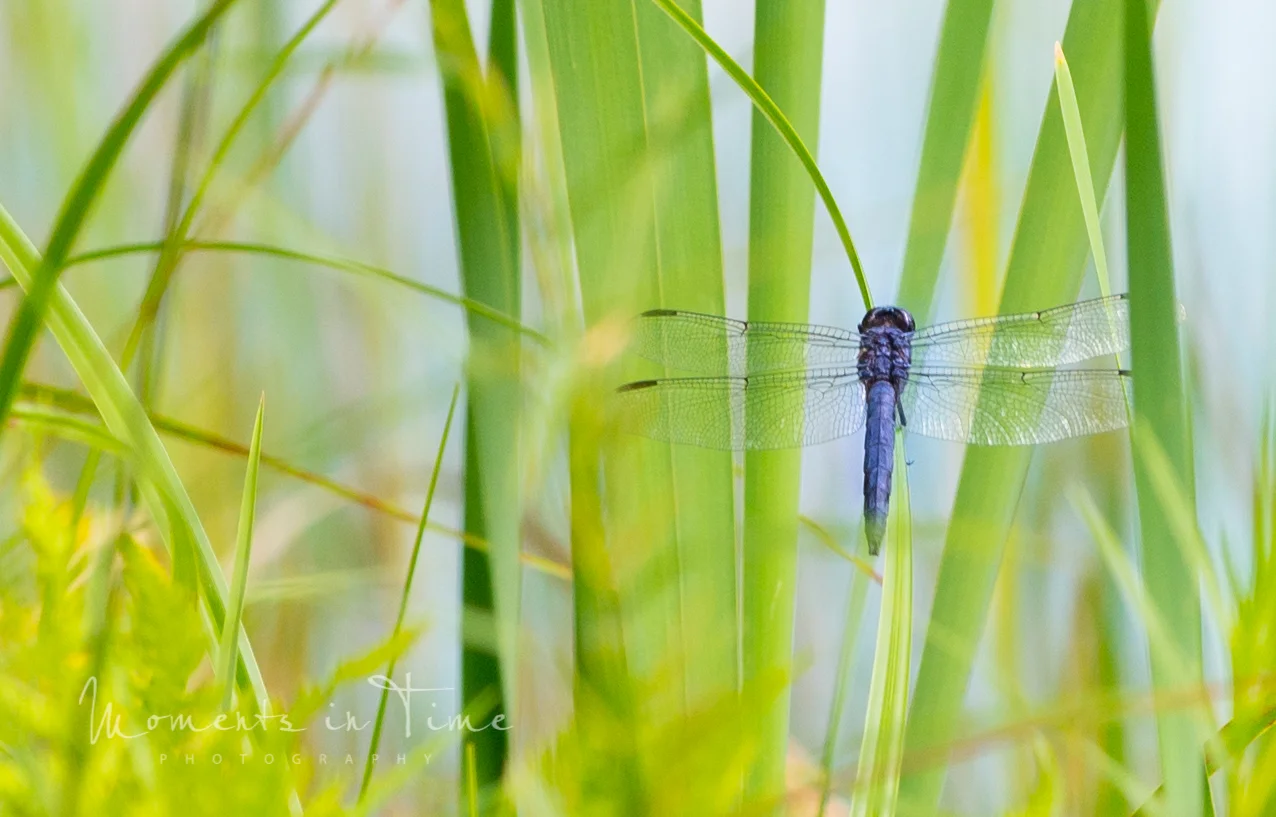 Dragonfly 