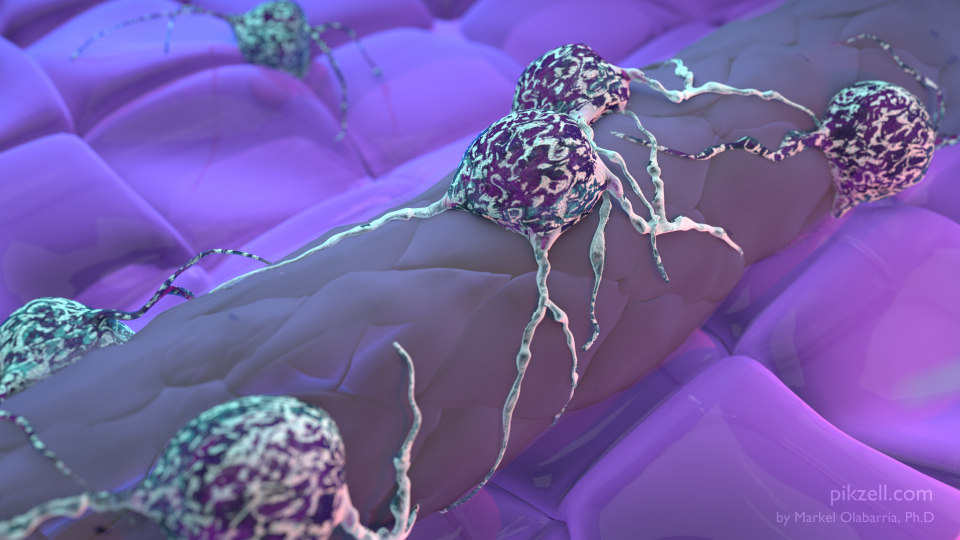 8-Cell Vessel 17 HHD WATER MARK..png