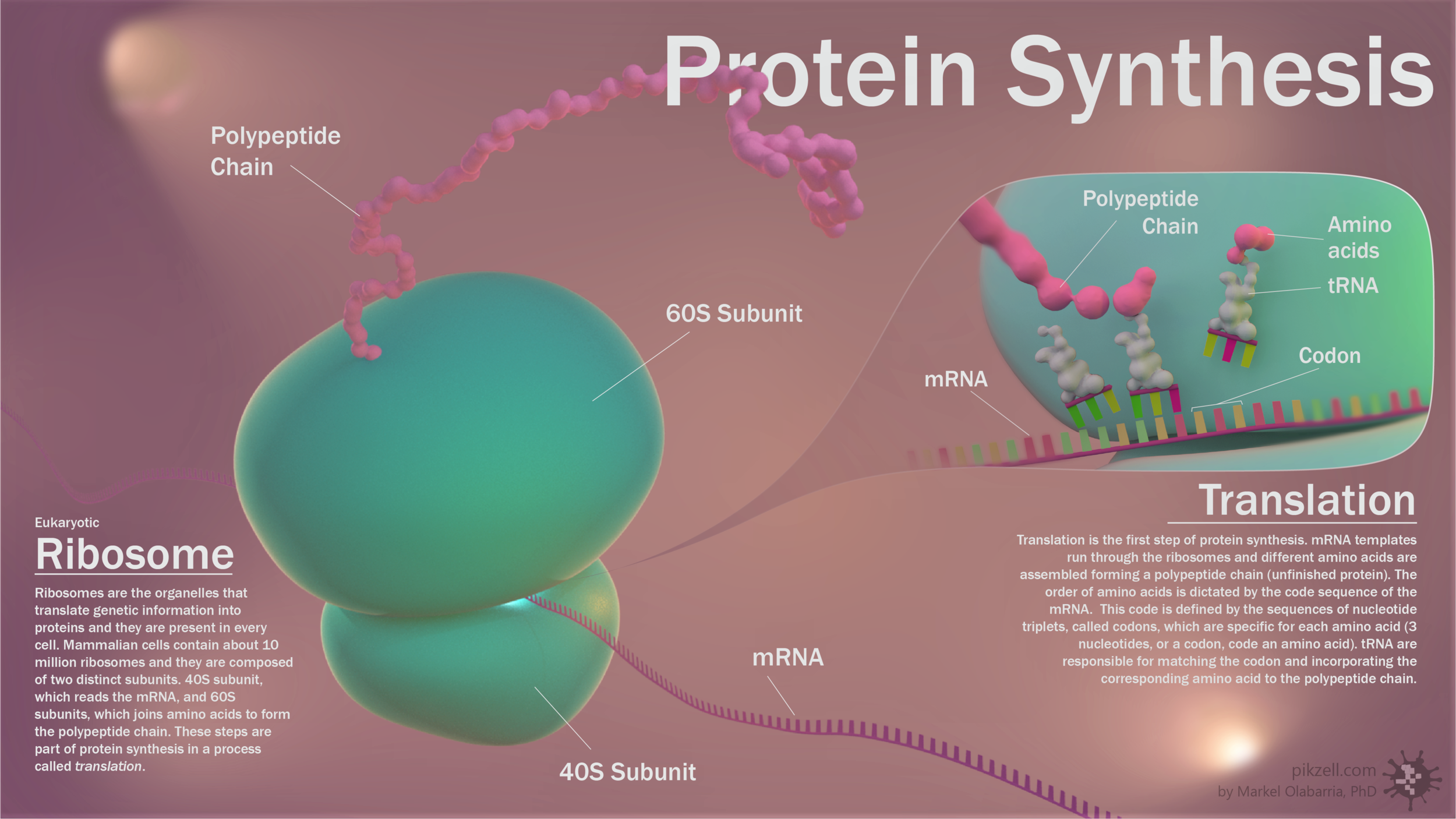 Protein Synthesis.png