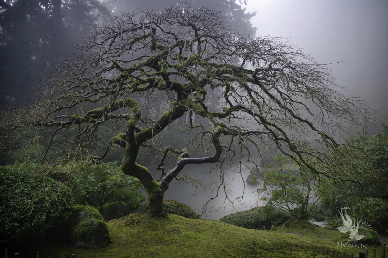 the Famous Maple, spring