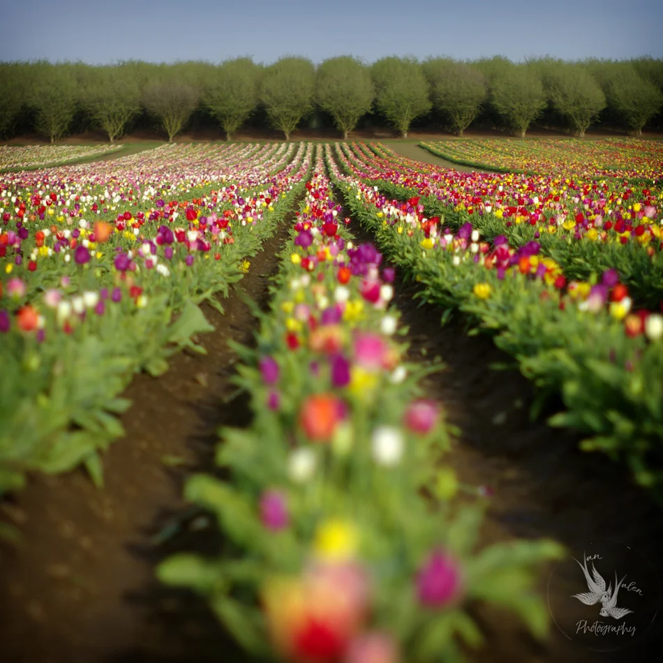 Wooden Shoe Tulip Farm