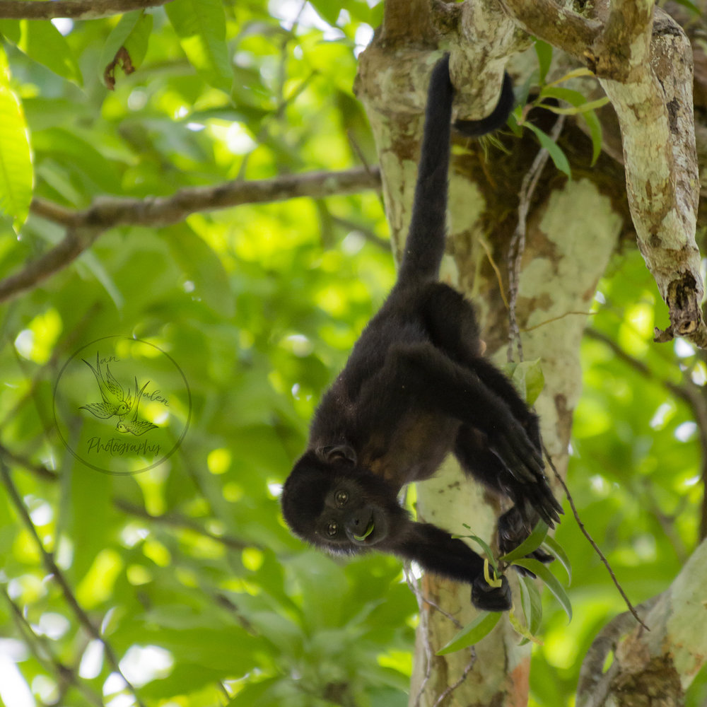 young howler monkey