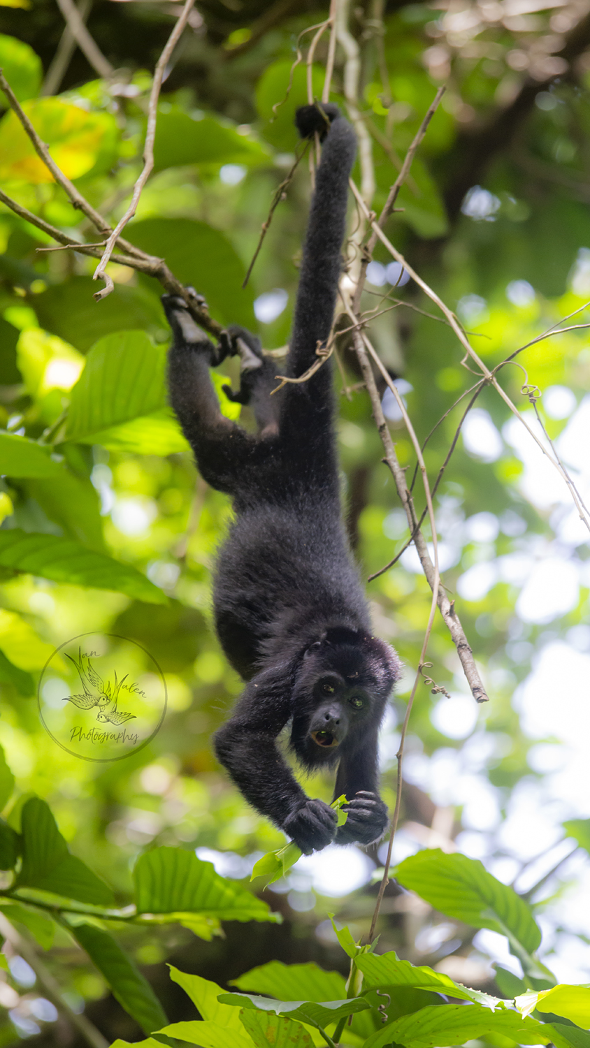 wild alarm clock