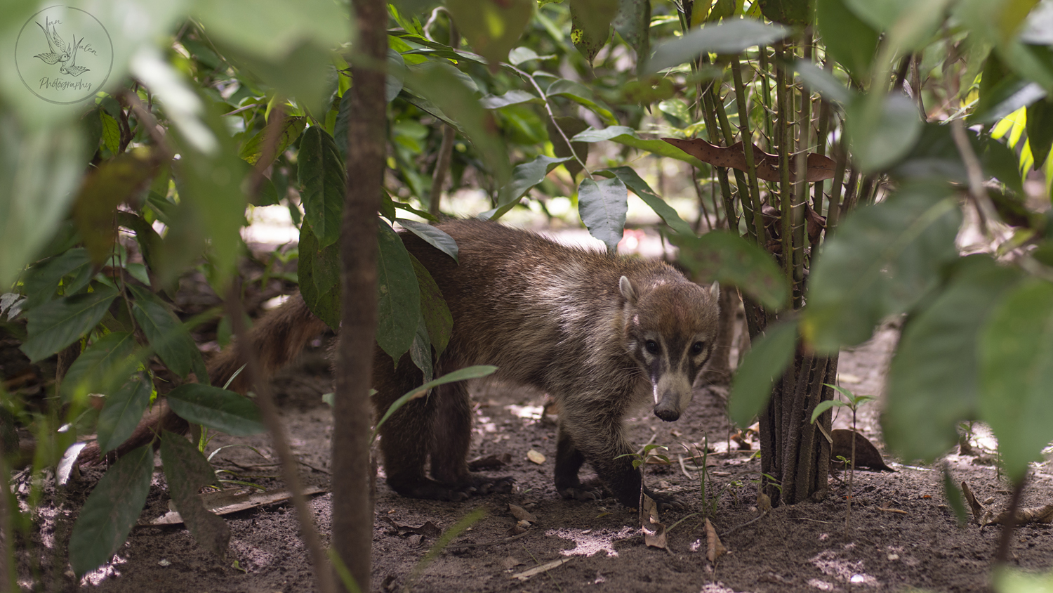 wild coati