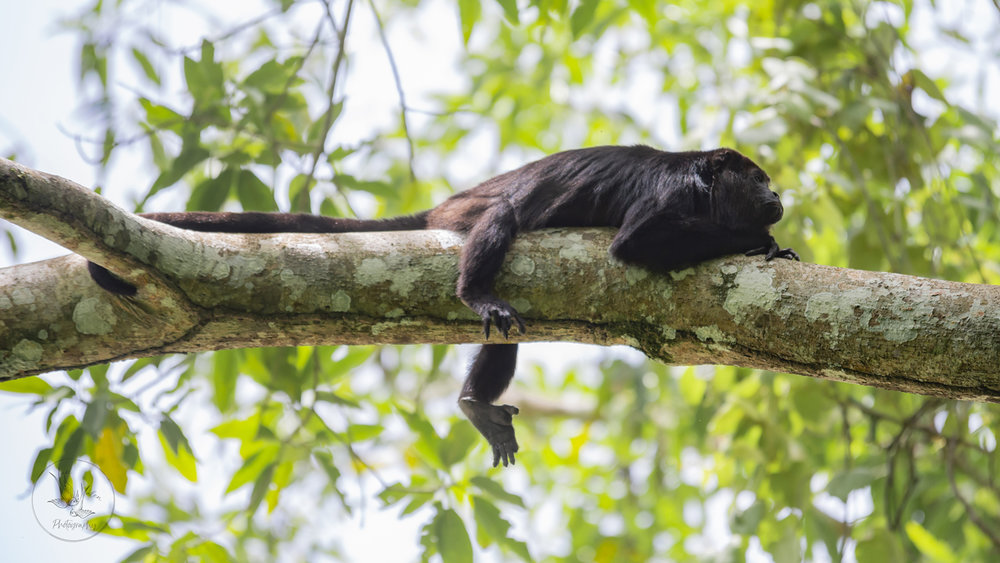 howler monkey