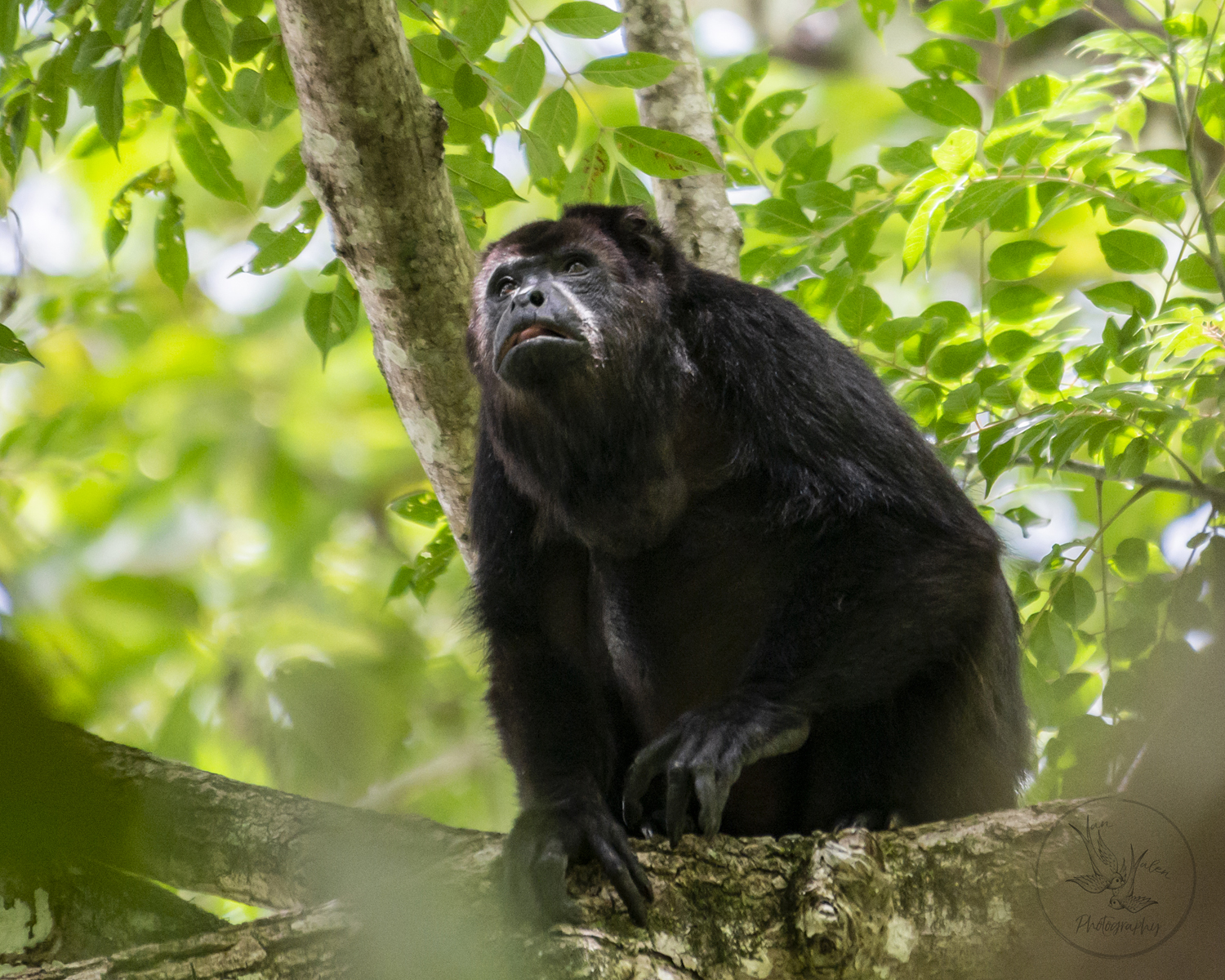 wild howler