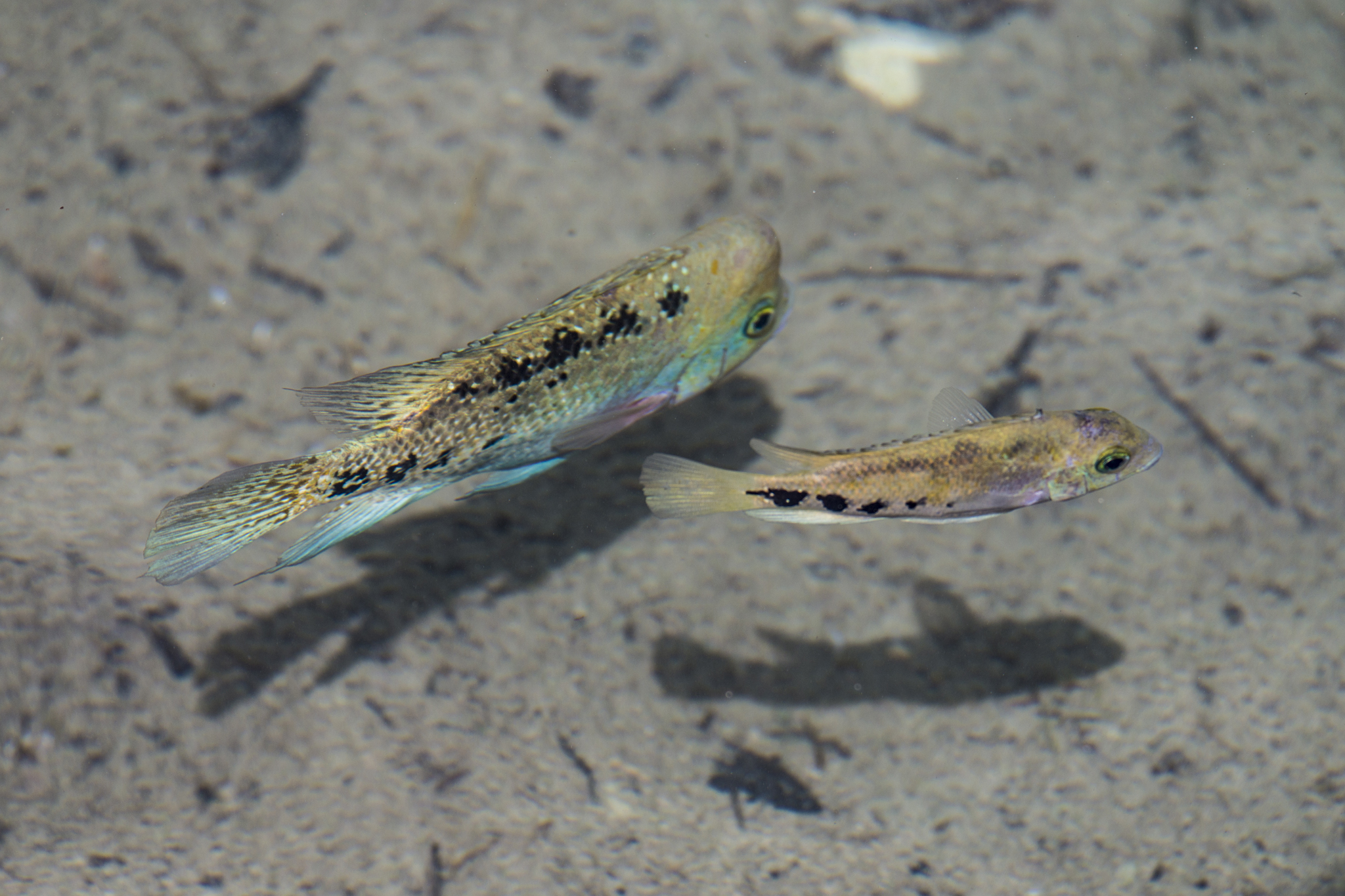 fish at the rapids