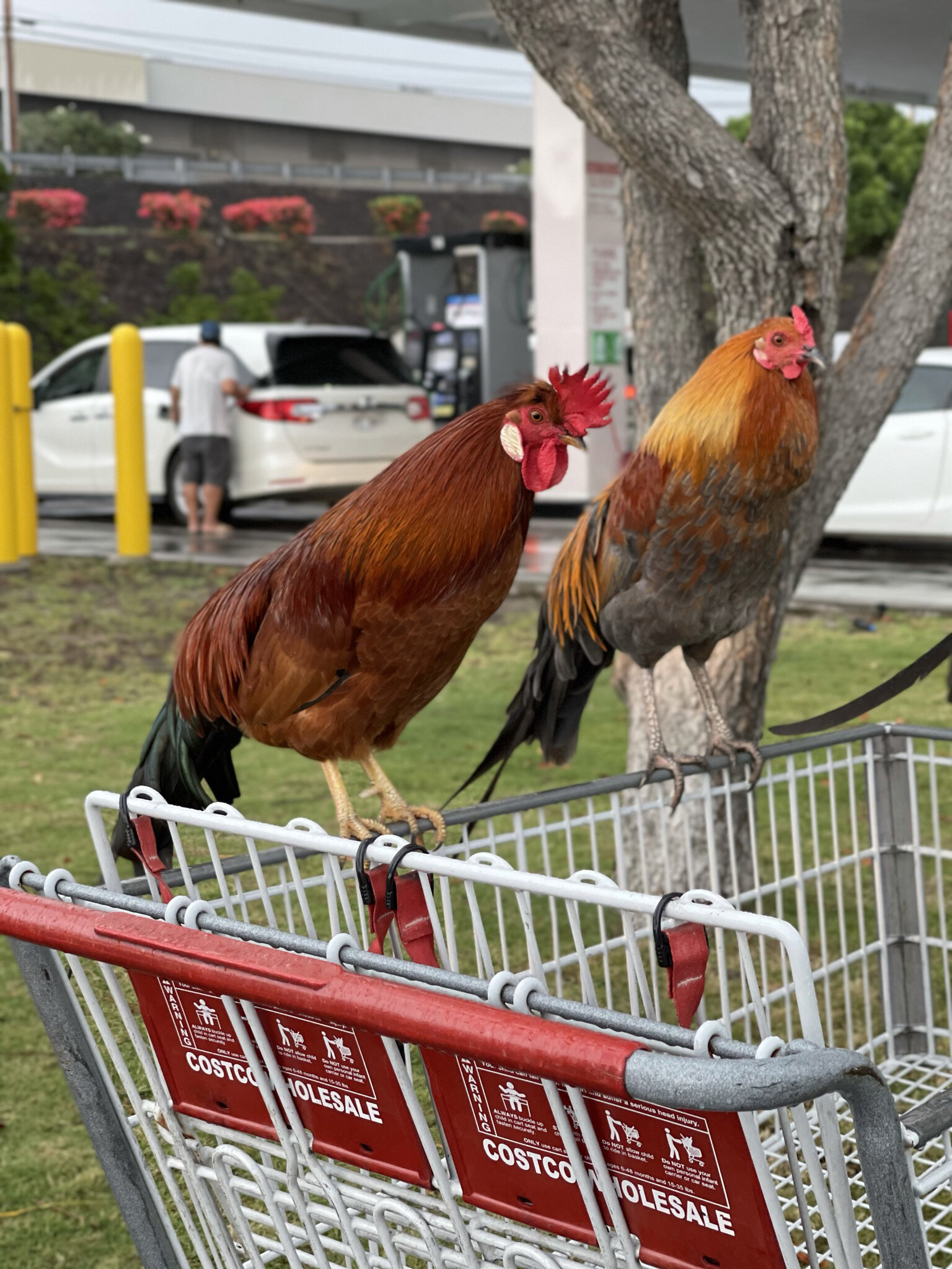 roosters everywhere - even at Costco