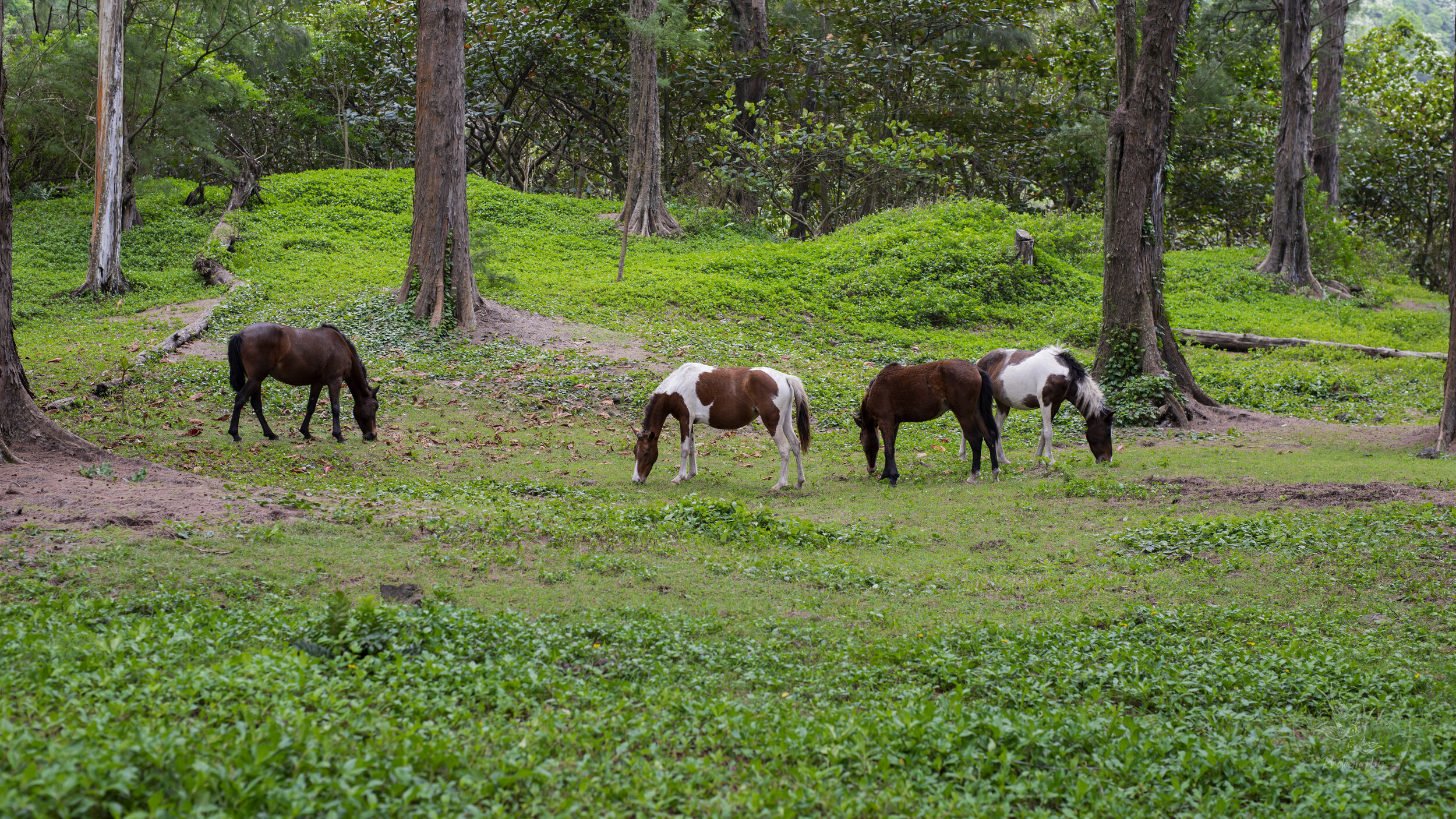 wild horses in Waipio Valley