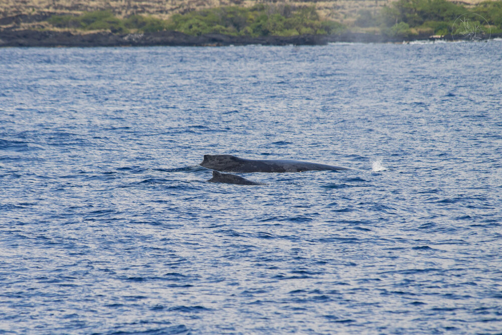 mama and baby humpback