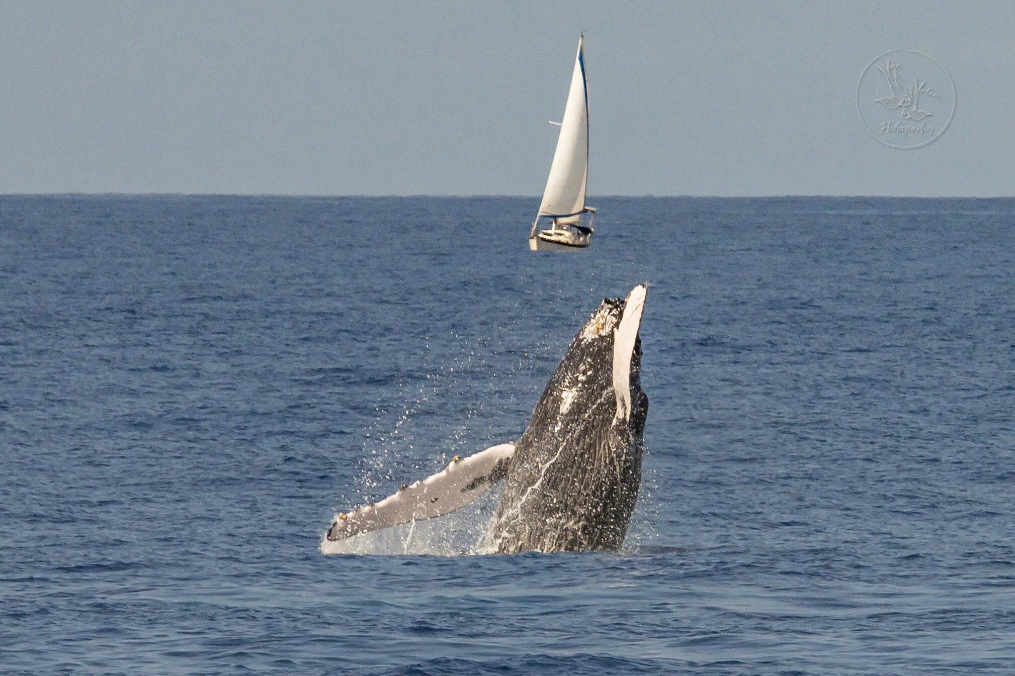 A Total Fluke in Hawaii, a Whale Named After Me, and a Front Page Photo