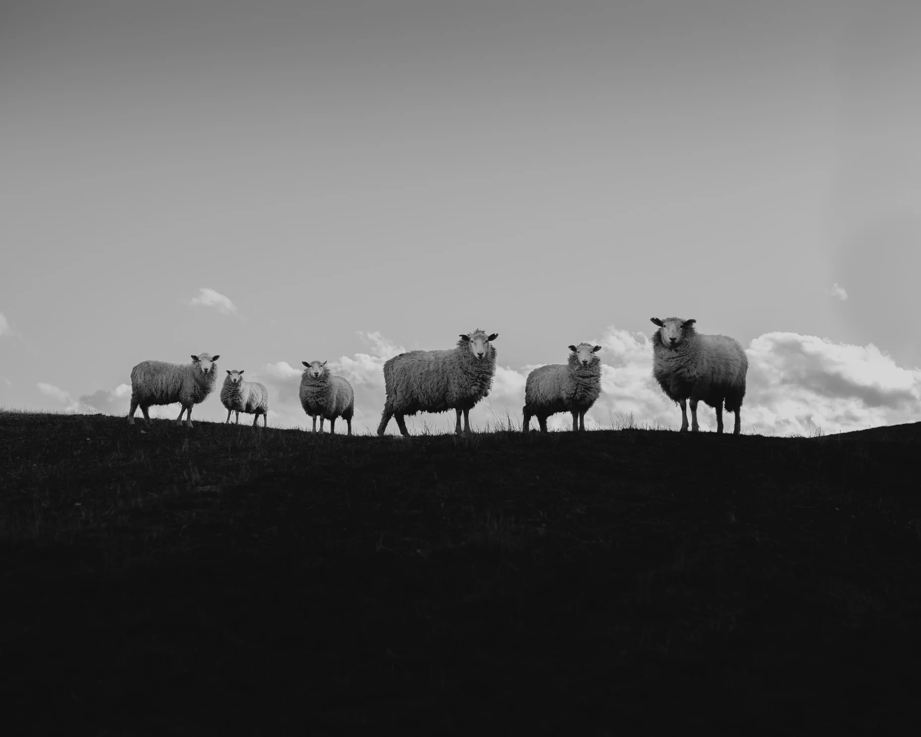 Meaning, Not Marketing: NZ Agriculture &amp; The Experience Economy