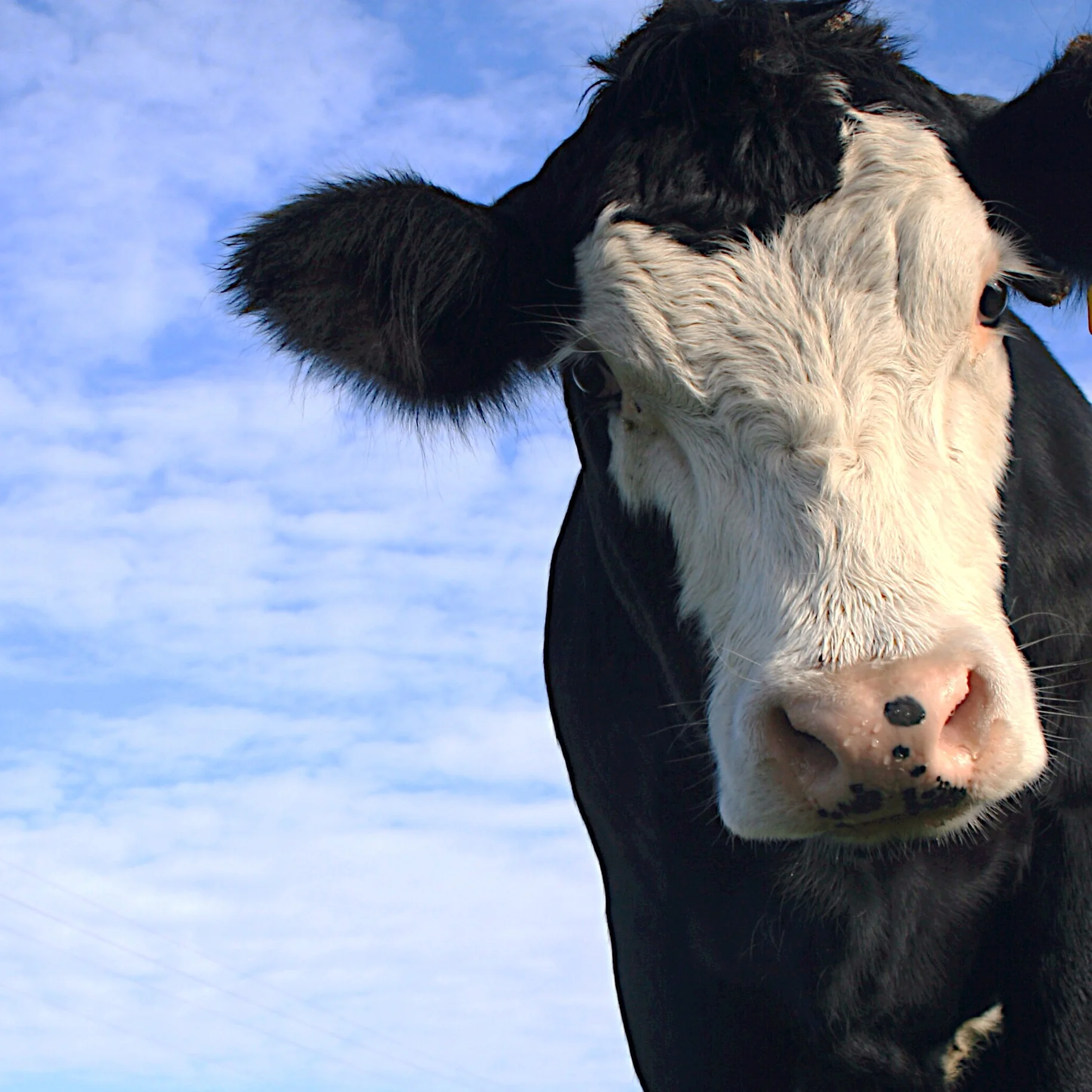 Protecting the NZ Food Story 