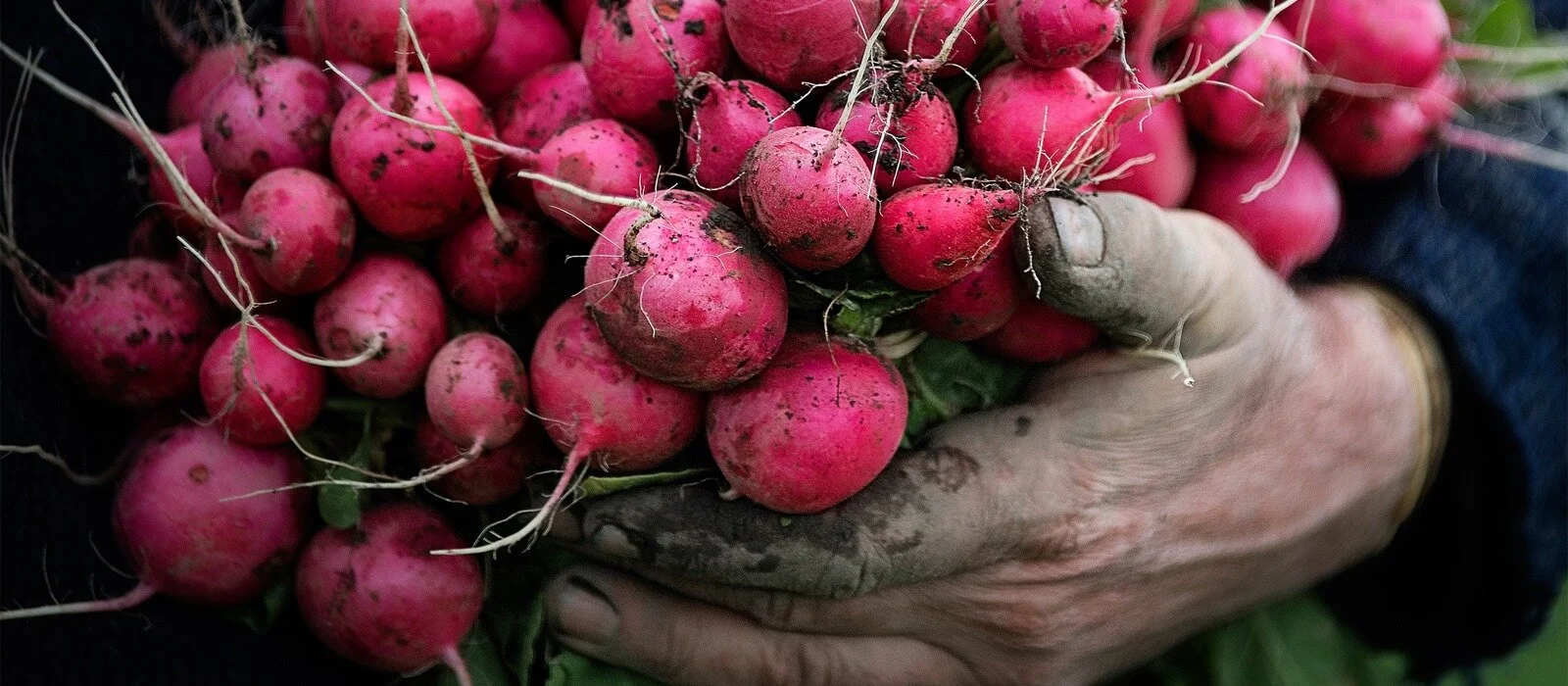 Why Open Farm Days Matter