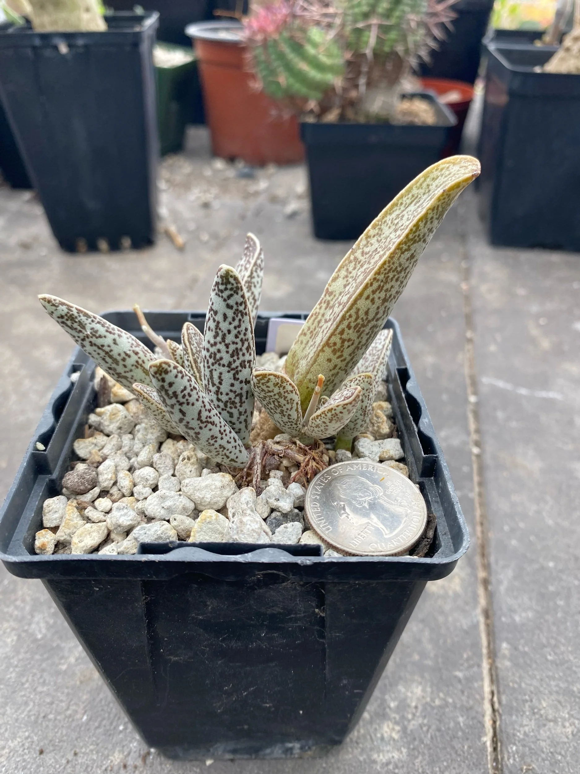 プテロディスクス マカチニエンシス　塊根植物　発根済み　輸入実生株 プテロディスクス マカチニエンシス／Pterodiscus makatiniensis