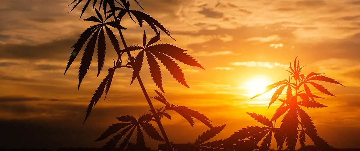 cannabis.jpg