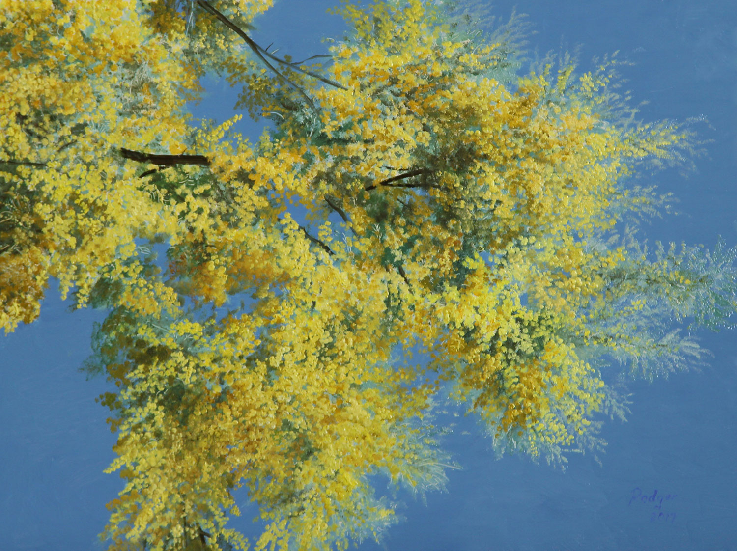 Golden Wattle