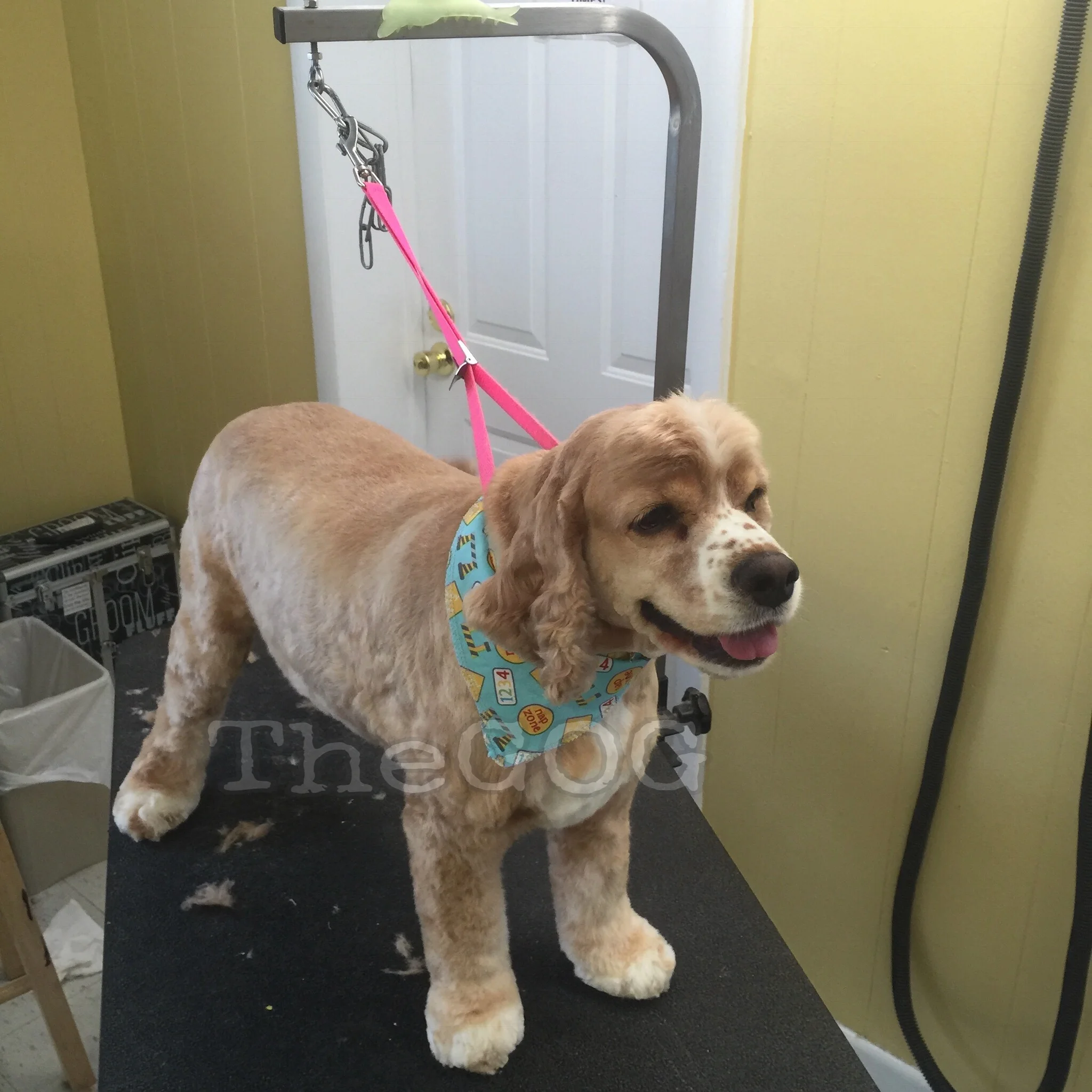 1517016912404 2.JPEG