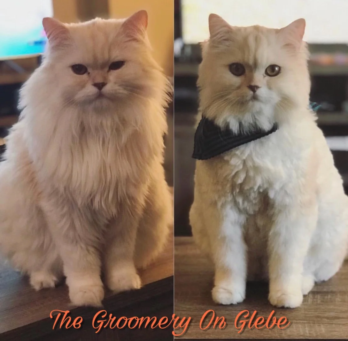 1517797379053 2.JPEG