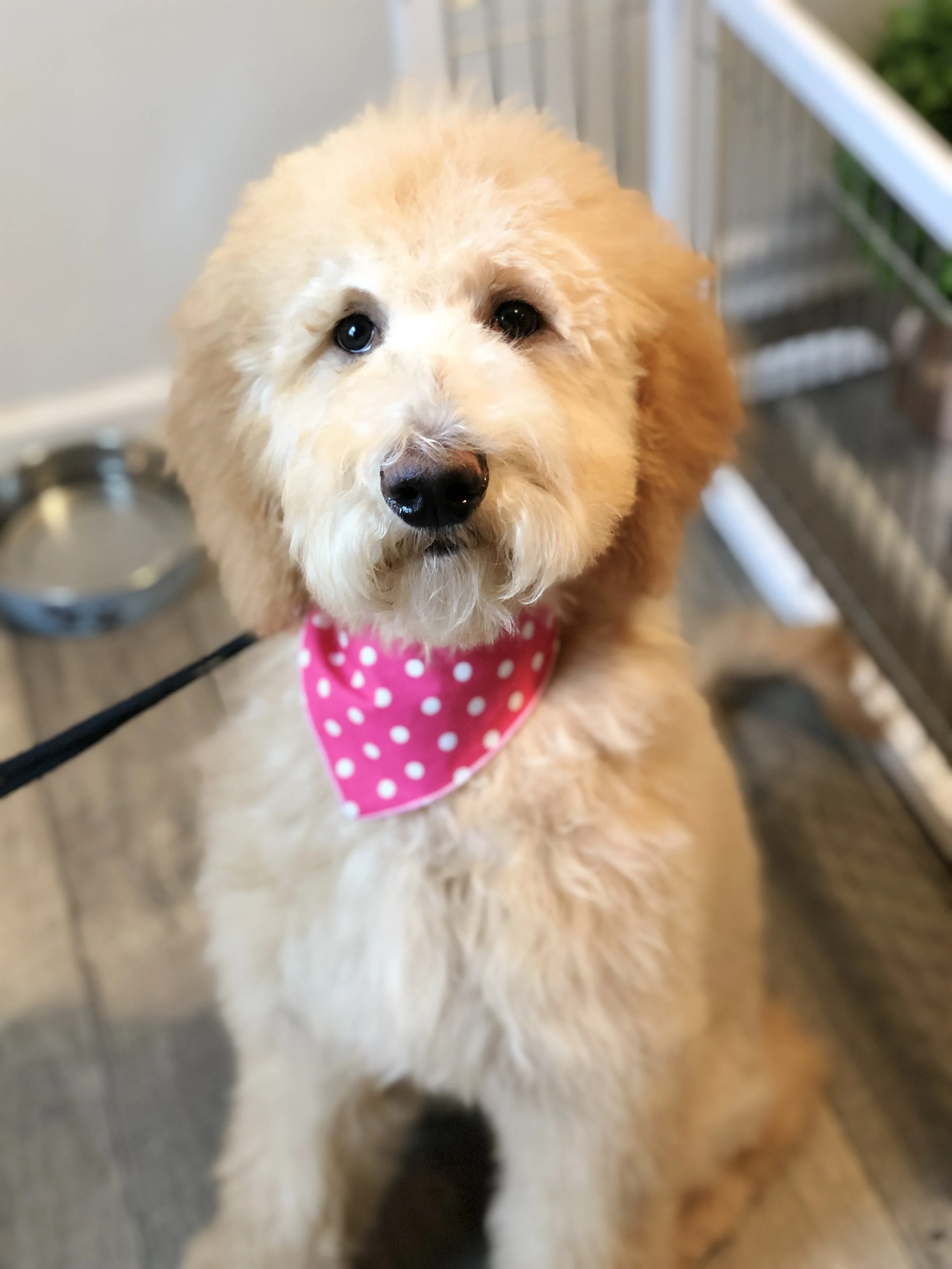 goldendoodle grooming near me