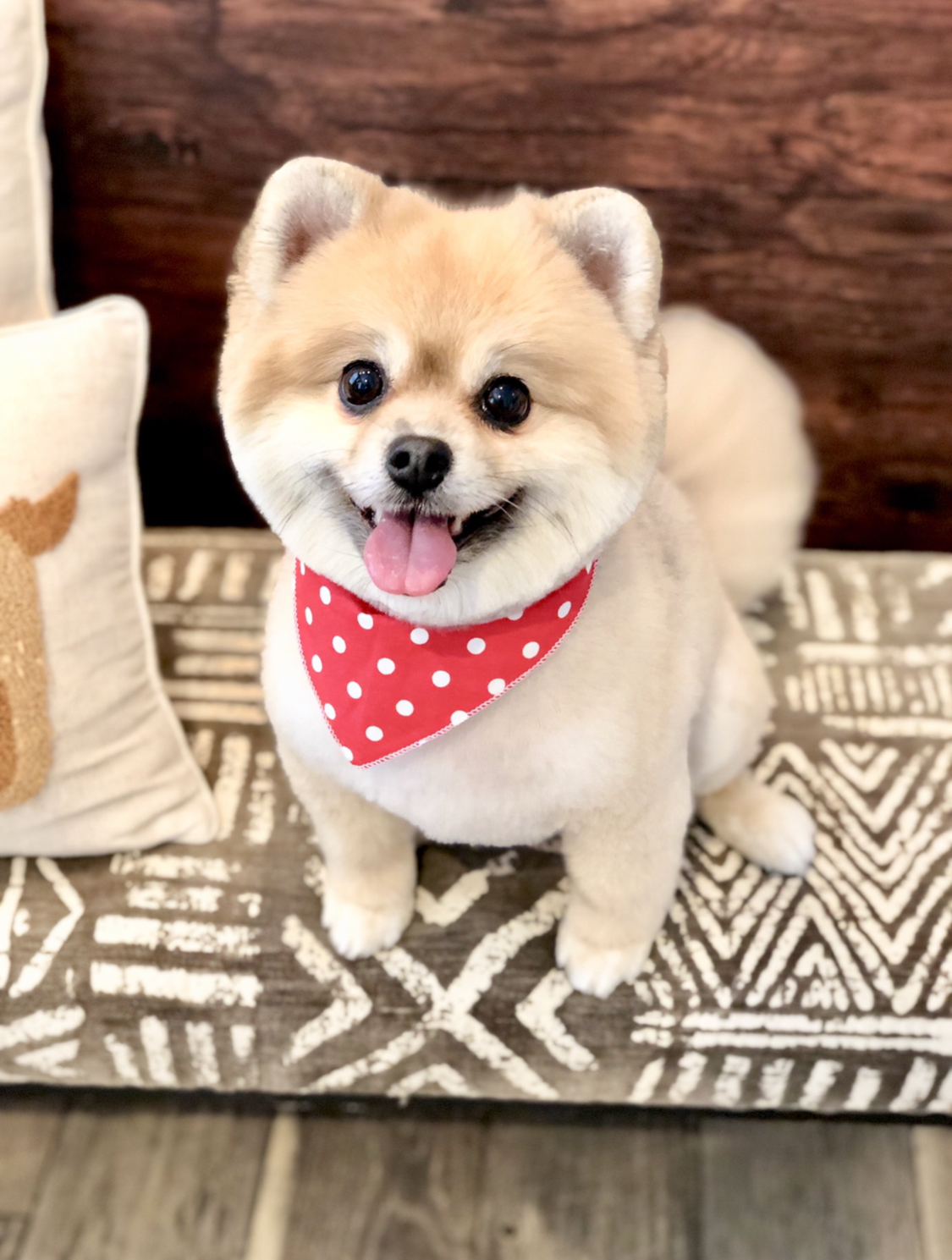 comfortis for cats dogs