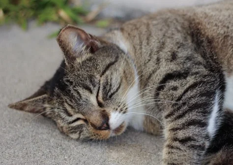 catlseep.jpg