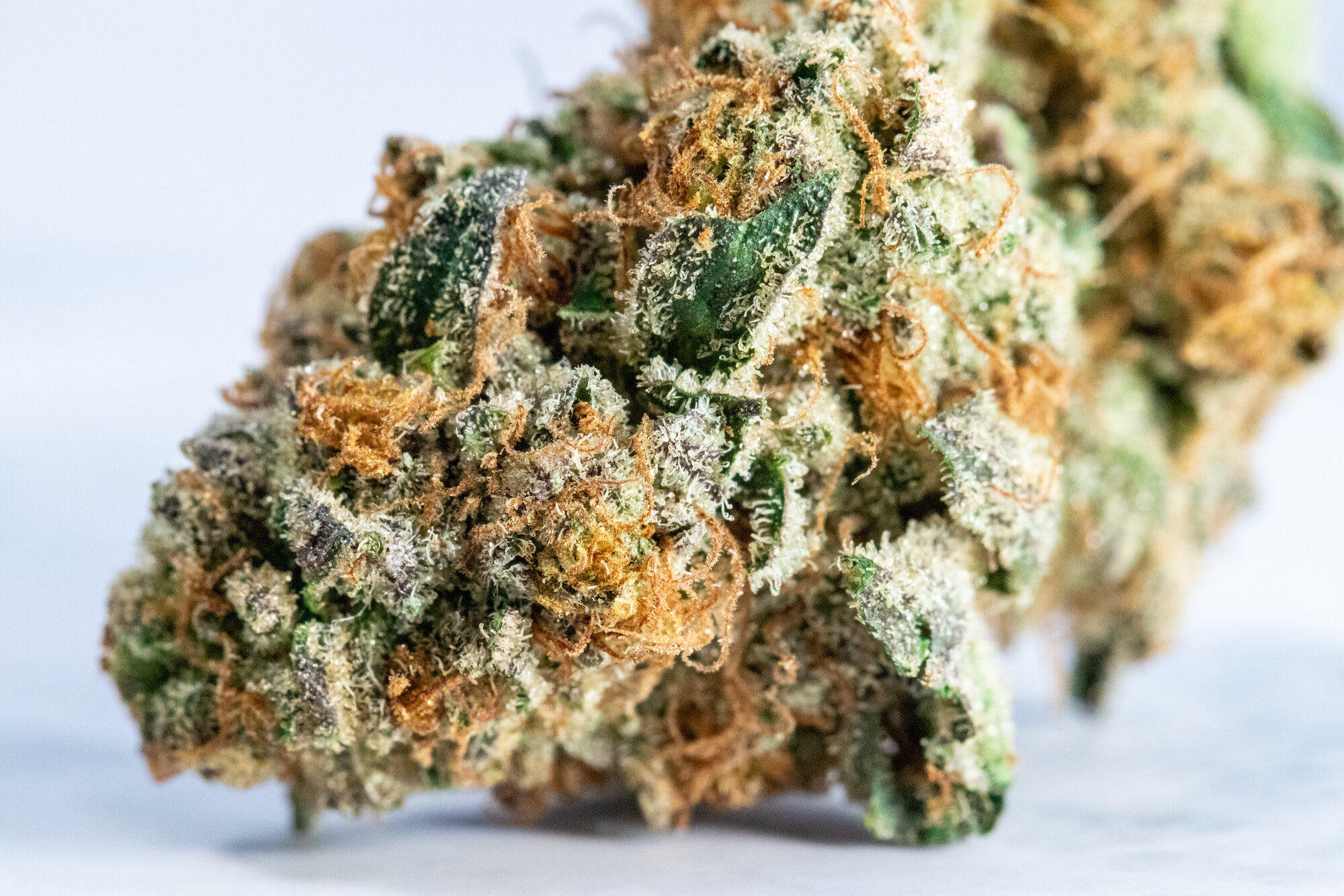 One Plant Caribbean Breeze