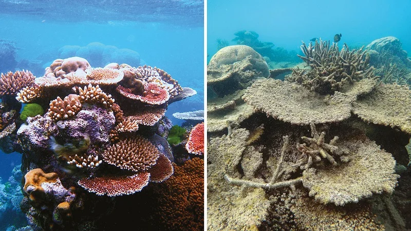 Bleached coral reef