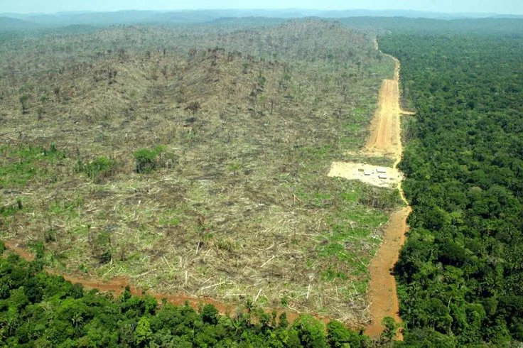The destruction of the Amazon Rainforest