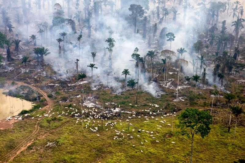 deforestation.jpg