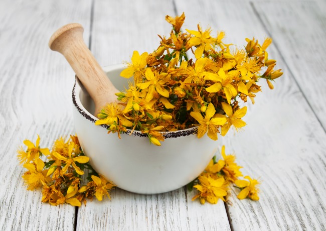 StJohnsWort.jpg