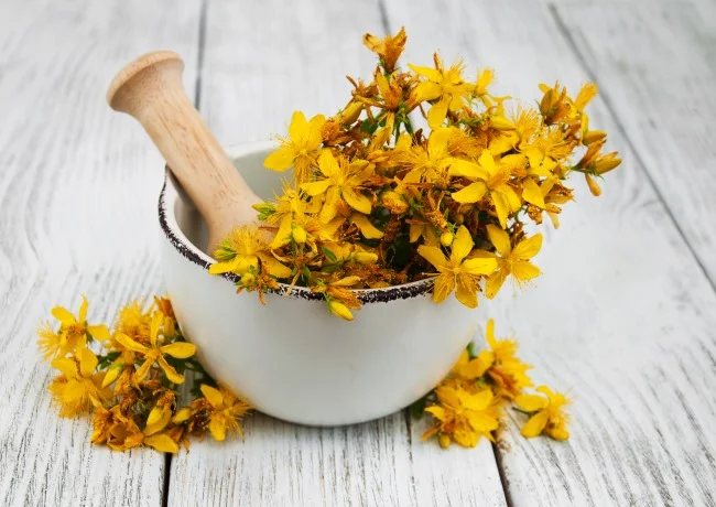 St. John's Wort - the Lover &amp; Fighter