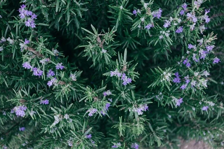 Remember Rosemary: Medicine + Magic for All 