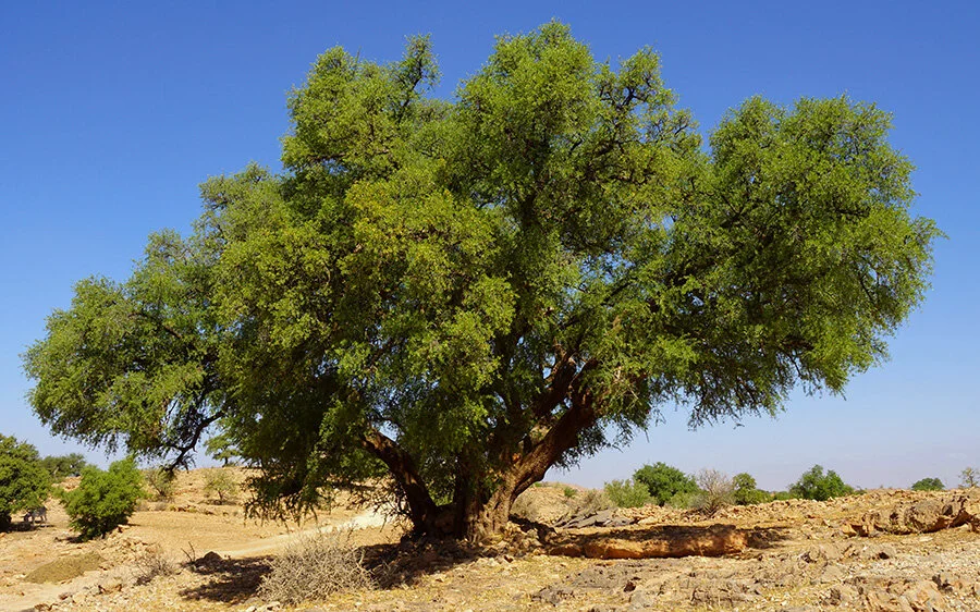 argan.jpeg
