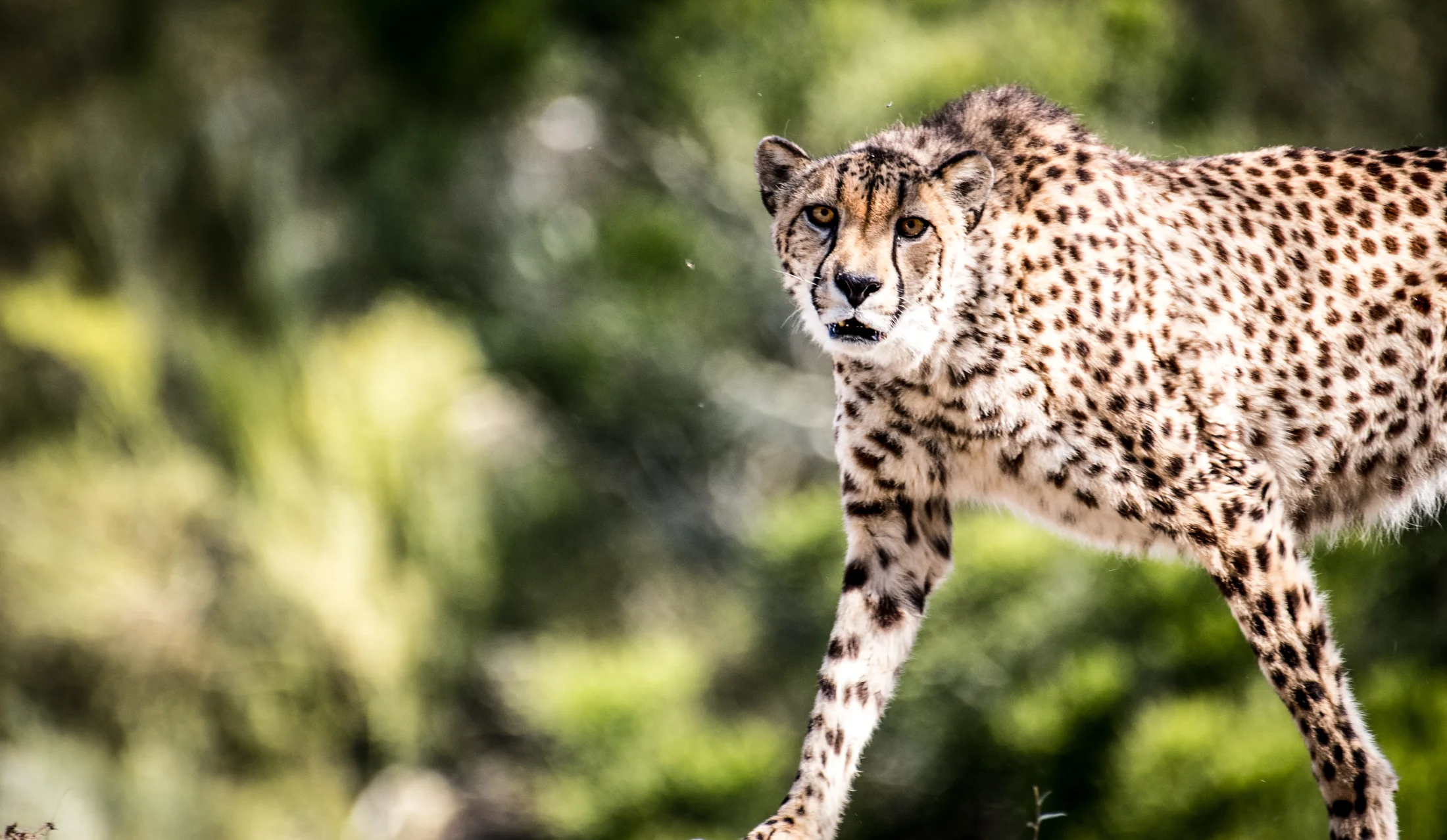 500mm handheld f5.6 640sec_leopard.jpg
