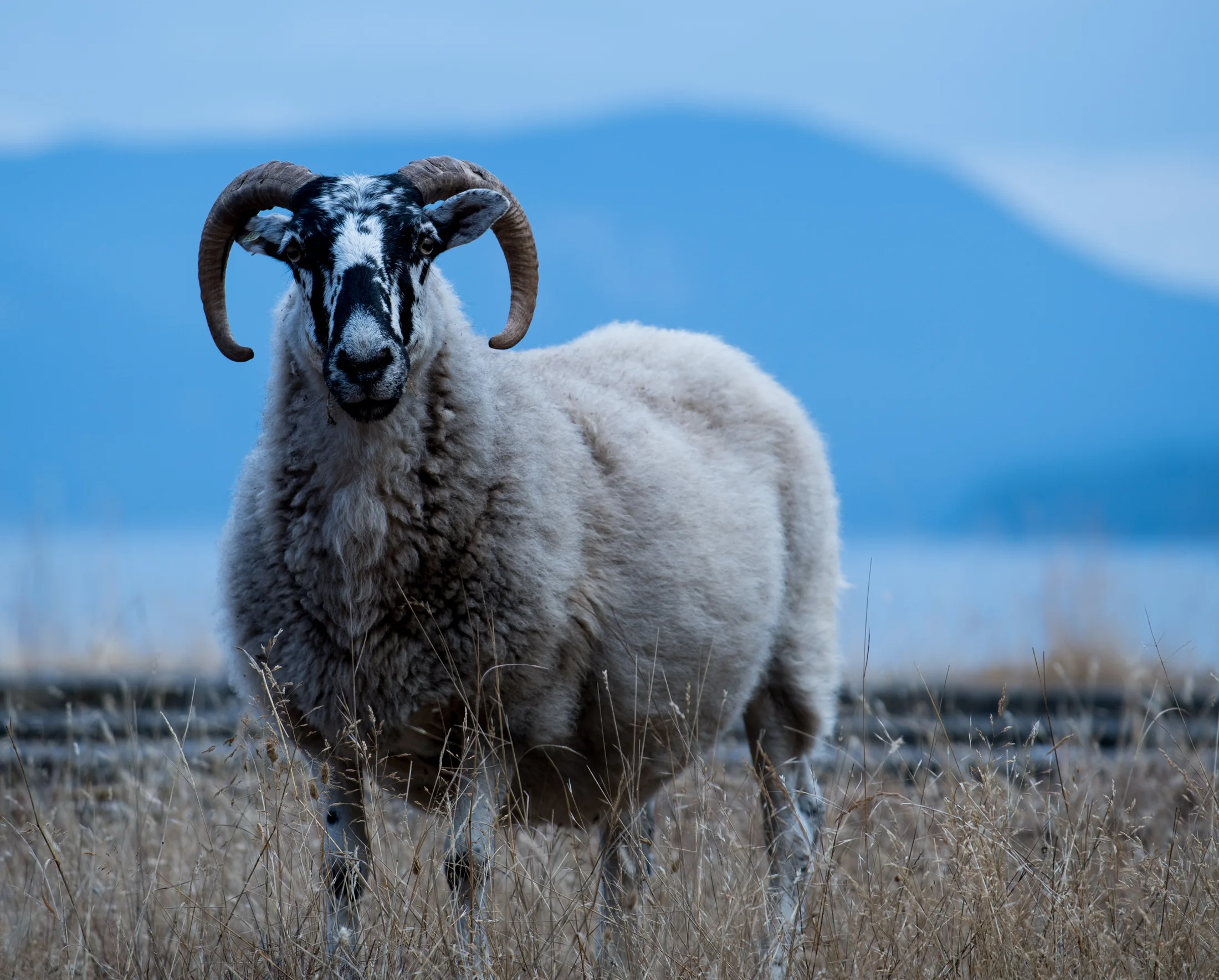 sheep_1.jpg