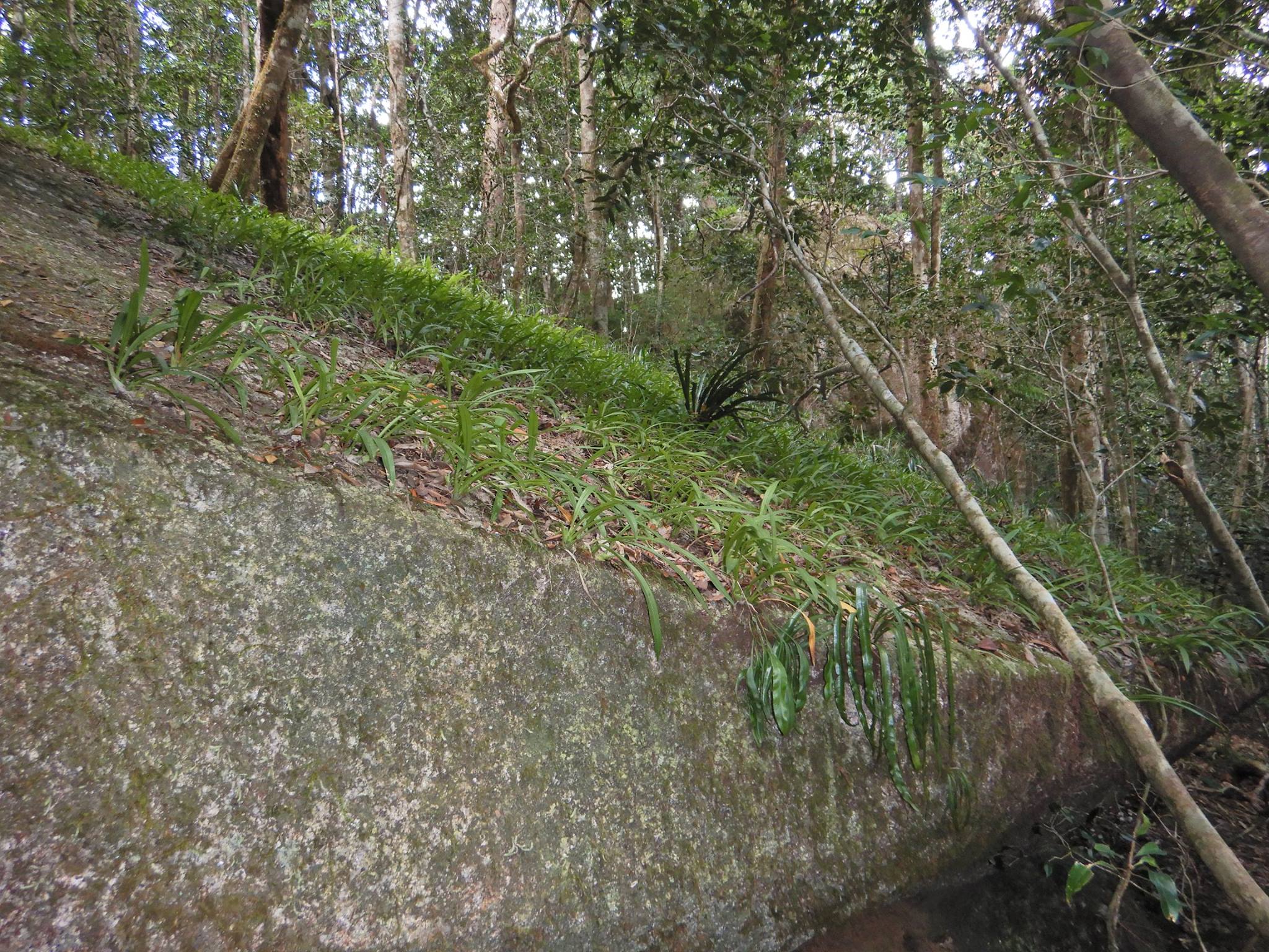 Julian Pitcher epiphytes in field from Facebook3.jpg