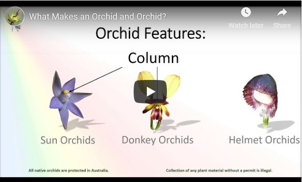 Three defining features of orchids