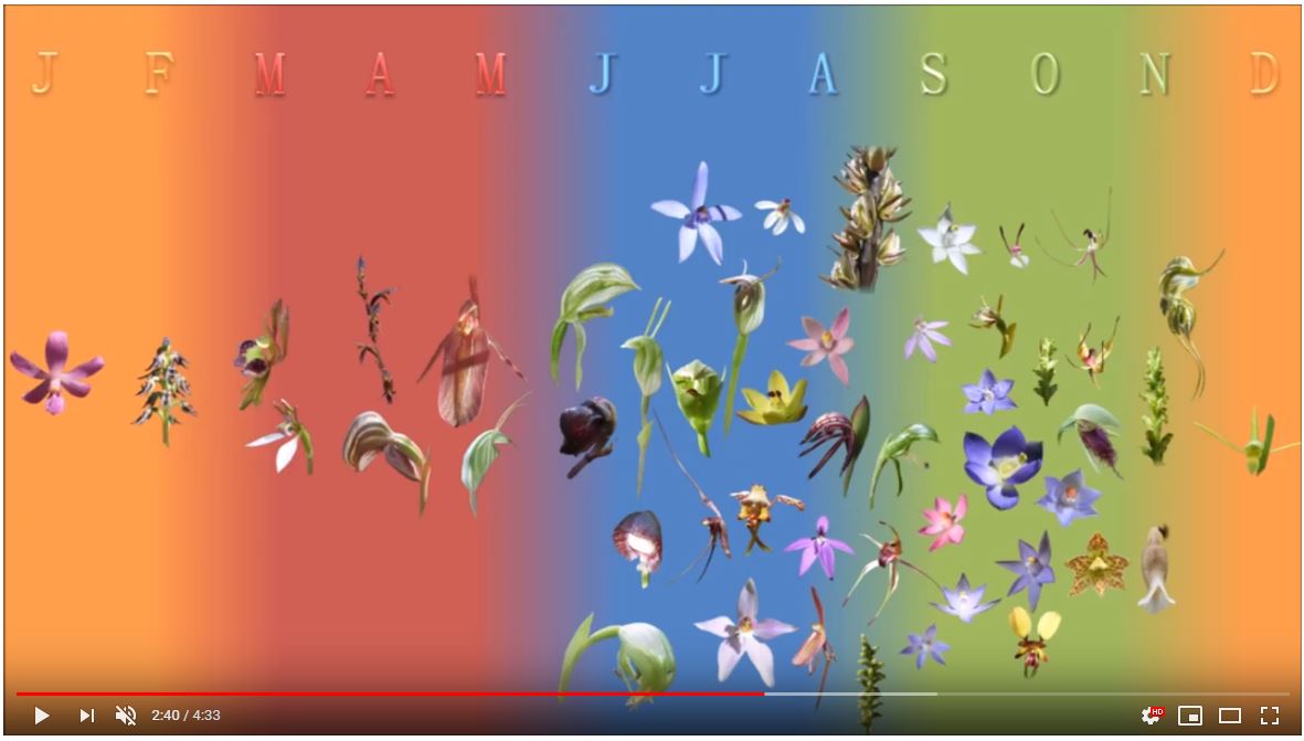 Australian Orchids: The how, where, when and why