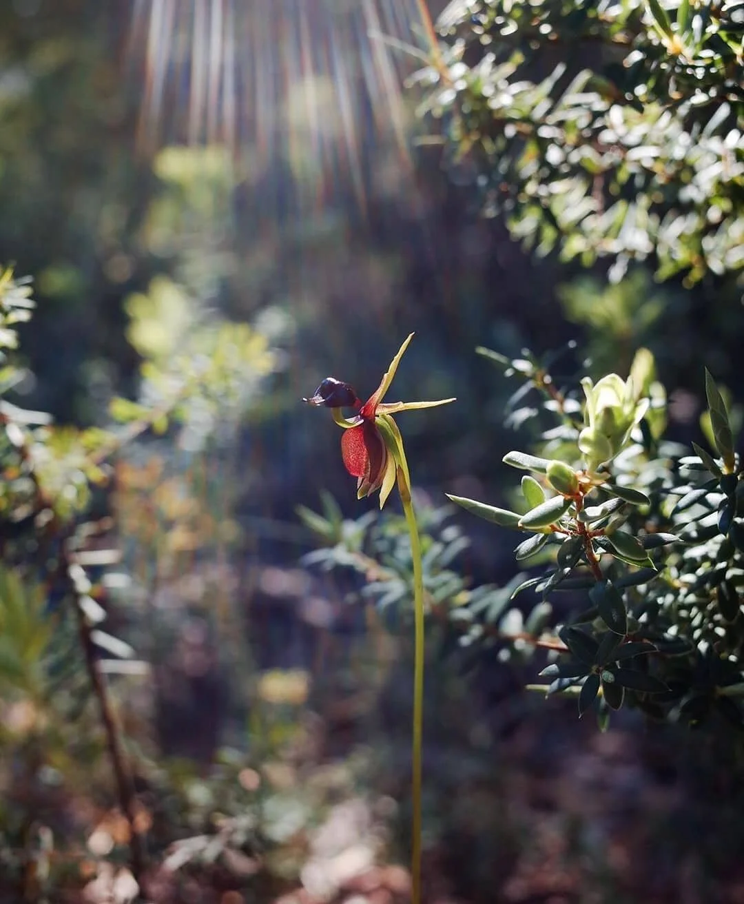 Caleana major  Duck orchid
📷 @gumnutbabies 🤩Thank you for tagging us on this #amazingshot !
#nswwildflowers #orchidstagram