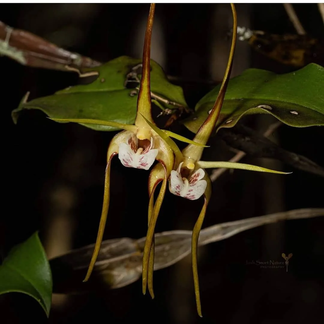 Dendrobium melaleucaphilum  Tree spider orchid
📷 @wildly_smart 🤩
#endangeredorchid #epiphytic #orchidstagram #nswwildflowers #orchidbeauty